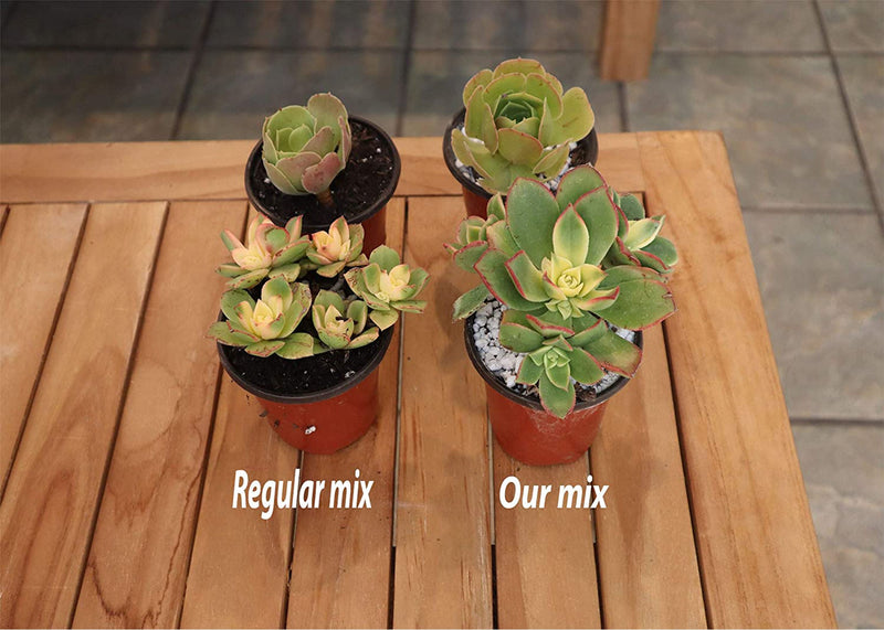 Ramsey Succulent & Cactus Soil Mix